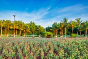 Cây xanh dự án Ecopark Long An 7