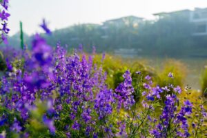 Cuộc sống xanh dự án Ecopark 10
