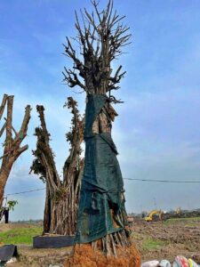 Cây xanh làm cảnh quan Eco Retreat Long An