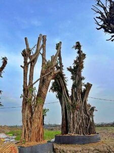 Biện pháp bảo tồn hệ rễ cây cổ thụ khi xây móng tại Eco Retreat