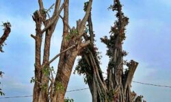 Biện pháp bảo tồn hệ rễ cây cổ thụ khi xây móng tại Eco Retreat