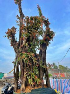 Cây xanh làm cảnh quan Eco Retreat Long An