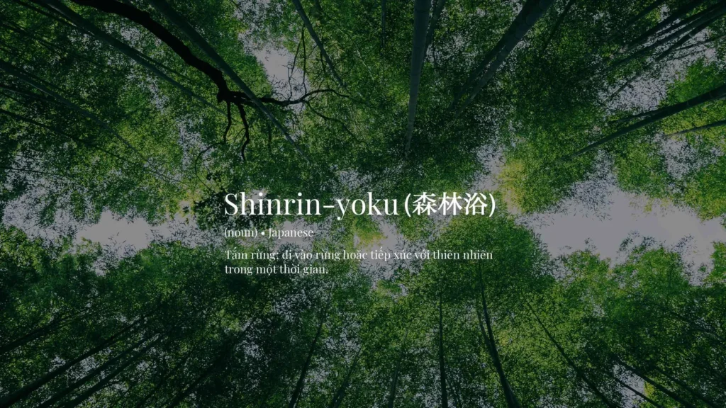 tắm rừng shinrin yoku eco retreat