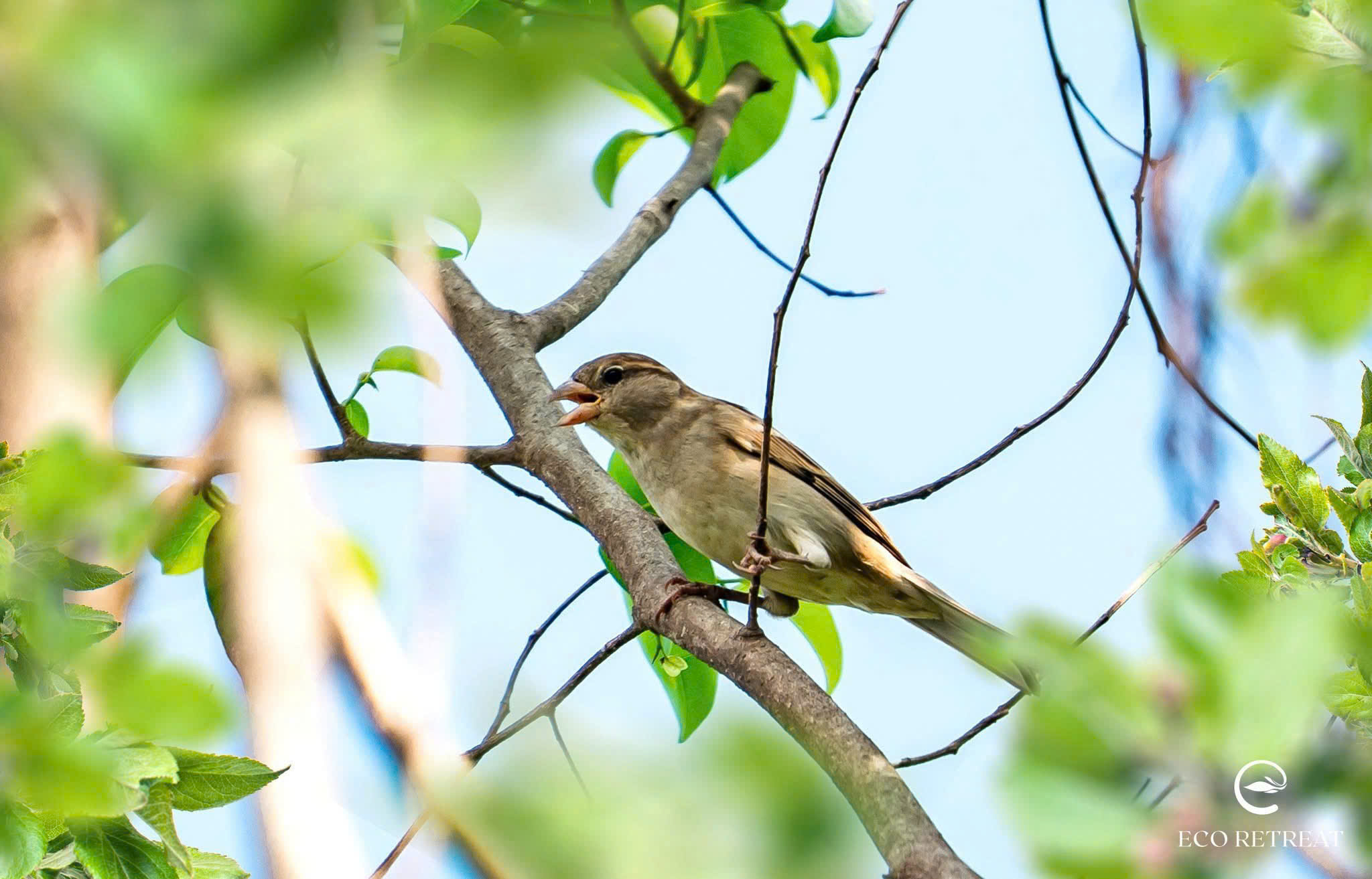 Dự án Eco Retreat - Phòng kinh doanh Ecopark Long An mở bán T4/2025 103 25 Tháng 10, 2025 tien do cay xanh eco retreat t5 2025 5