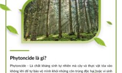 Phytoncide Là Gì? “Vàng Lỏng” Trong Không Khí Tại Eco Retreat