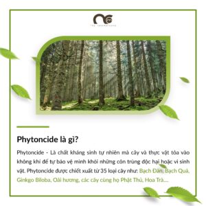 25 Tháng 6, 2026 phytoncide la gi