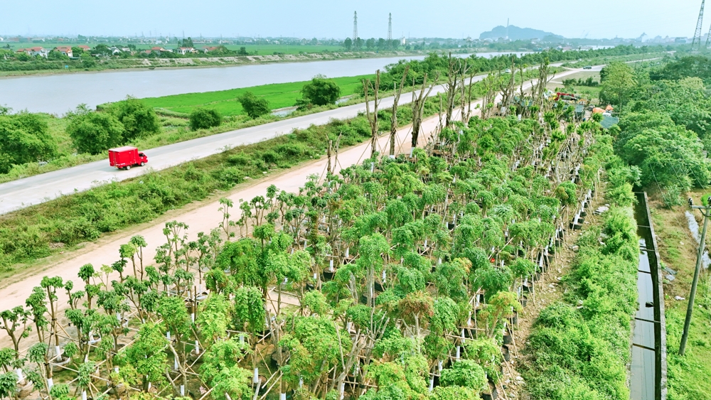 Dự án Ecopark Ninh Bình - Khu đô thị hoàn chỉnh đầu tiên tại Ninh Bình triển khai 2026 14 8 Tháng 6, 2026 vuon uom Eco Hoa Lu Ninh Binh 3