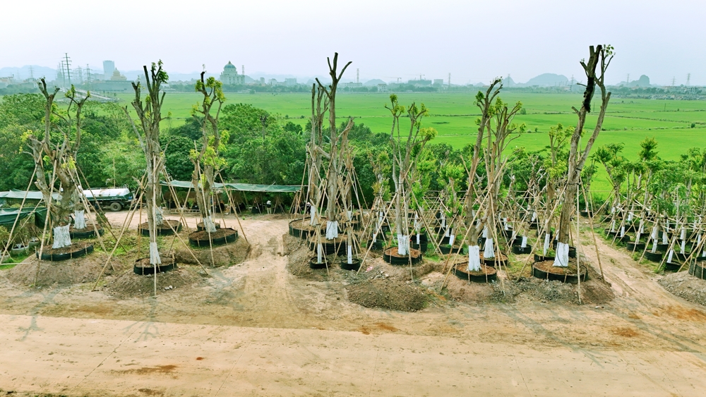 Dự án Ecopark Ninh Bình - Khu đô thị hoàn chỉnh đầu tiên tại Ninh Bình triển khai 2026 15 8 Tháng 6, 2026 vuon uom Eco Hoa Lu Ninh Binh 5
