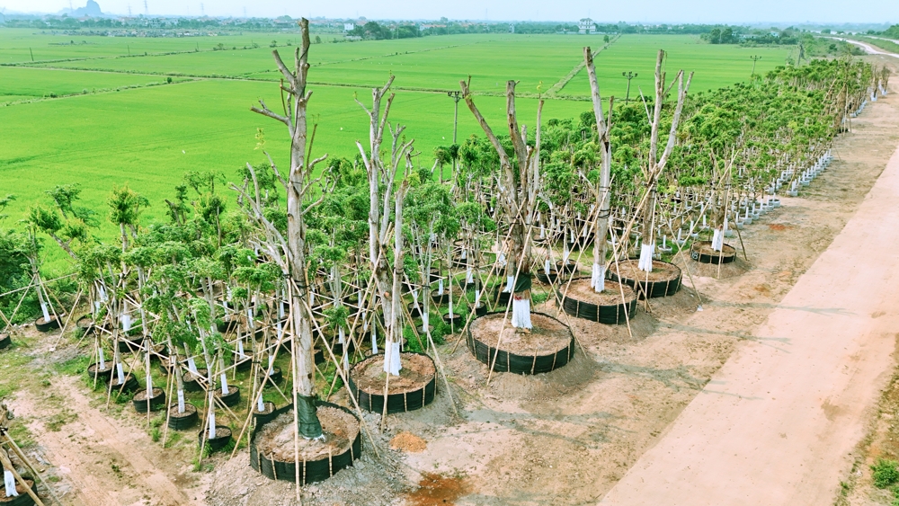 Dự án Ecopark Ninh Bình - Khu đô thị hoàn chỉnh đầu tiên tại Ninh Bình triển khai 2026 16 8 Tháng 6, 2026 vuon uom Eco Hoa Lu Ninh Binh 7